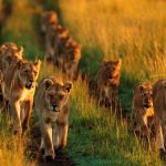 8 Days Luxury Kenya Safari