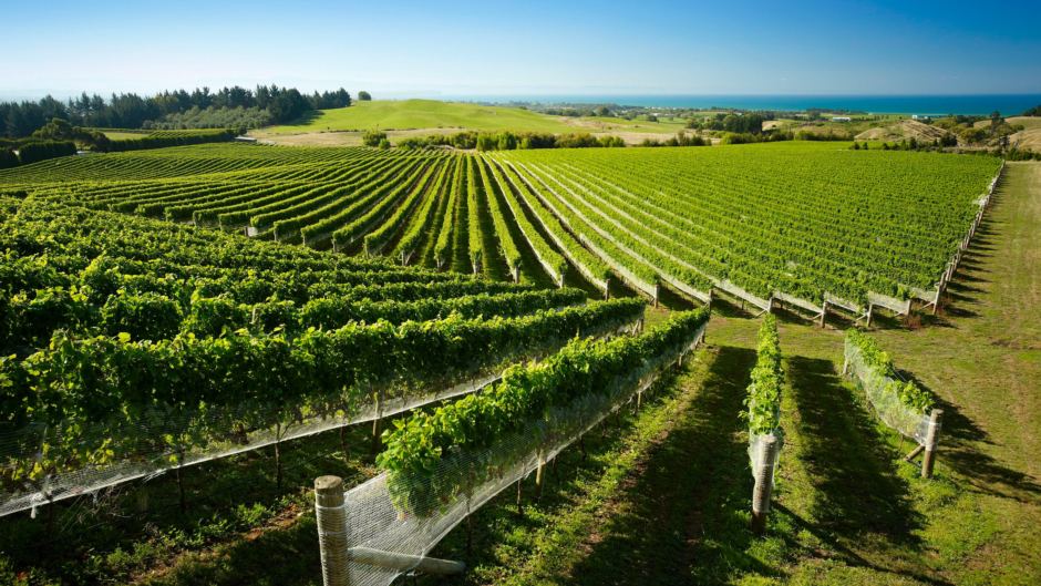 Hastings and Napier wine tours