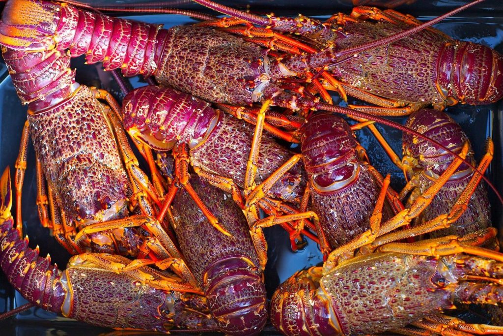 New Zealand crayfish