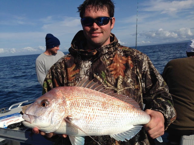 New Zealand snapper