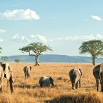 Africa Group & Luxurious Excursions