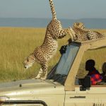 Kenya And Tanzania Safari Tour 2022