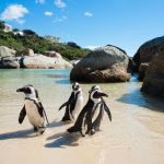 South Africa Tours & Day Trips
